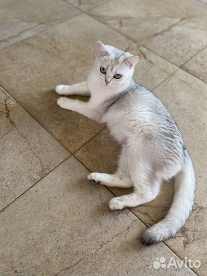 Британские котята