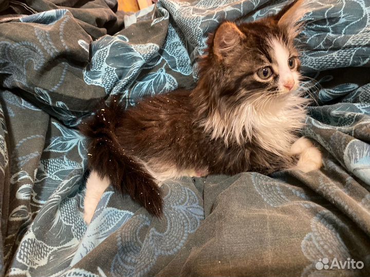 Спасите маленькую Кнопу ищем дом