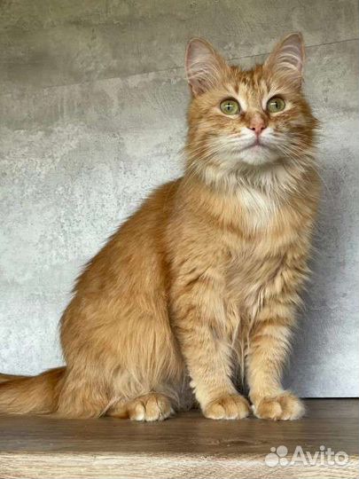 Рыжая кошка