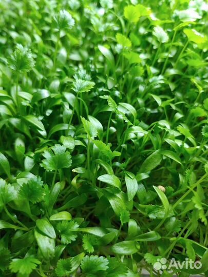 Франшиза от собственника: производство микрозелени