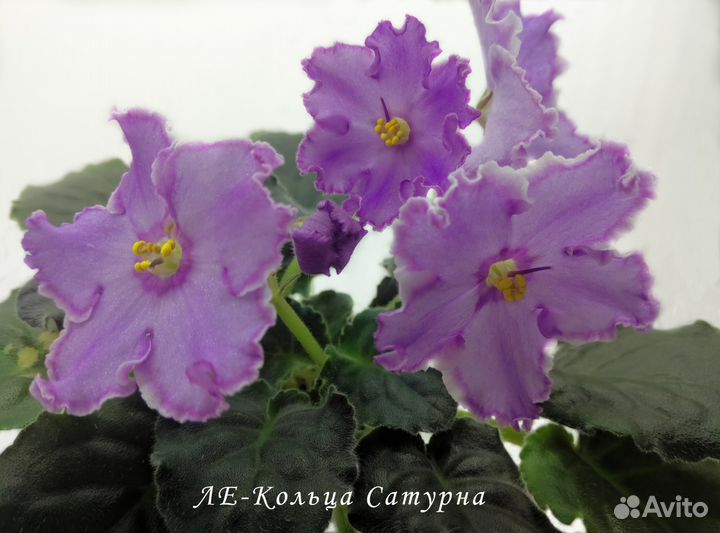 Фиалки сортовые