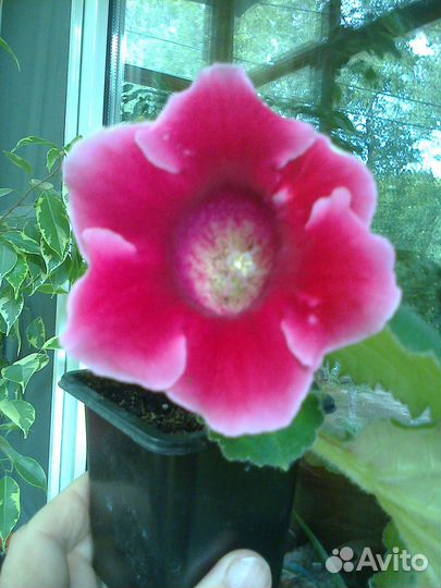 Лист Глоксинии фиолетов.с белым