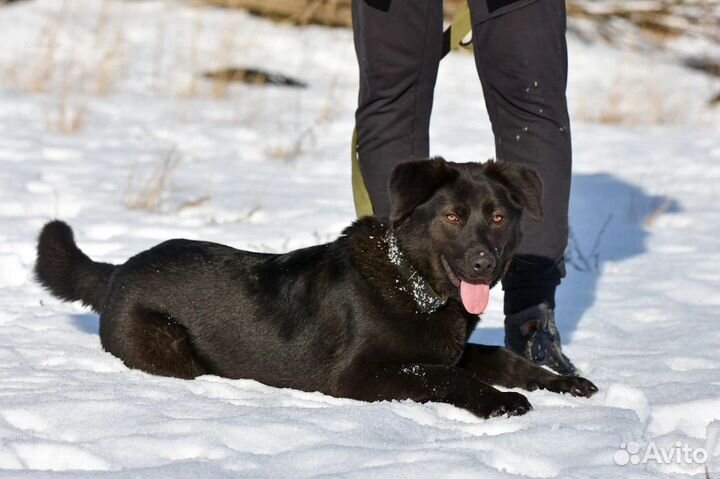 Собака в добрые руки Приют «Лесопилка»