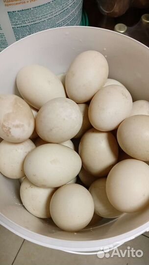 Яйцо домашнее