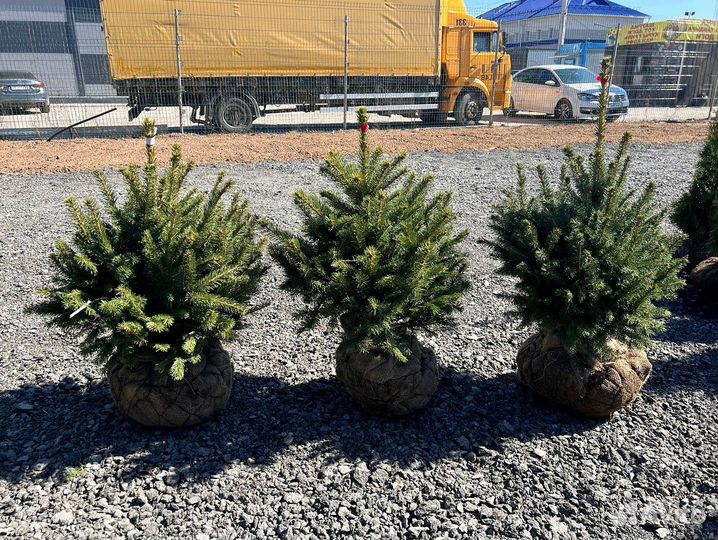 Ель голубая