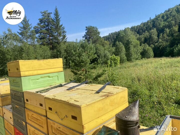 Мед натуральный со своей пасеки