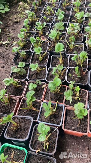 Рассада земляники садовой (клубники)