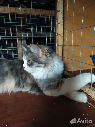 Передержка бездомных кошек