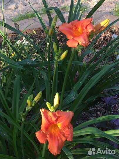 Лилейник South Seas