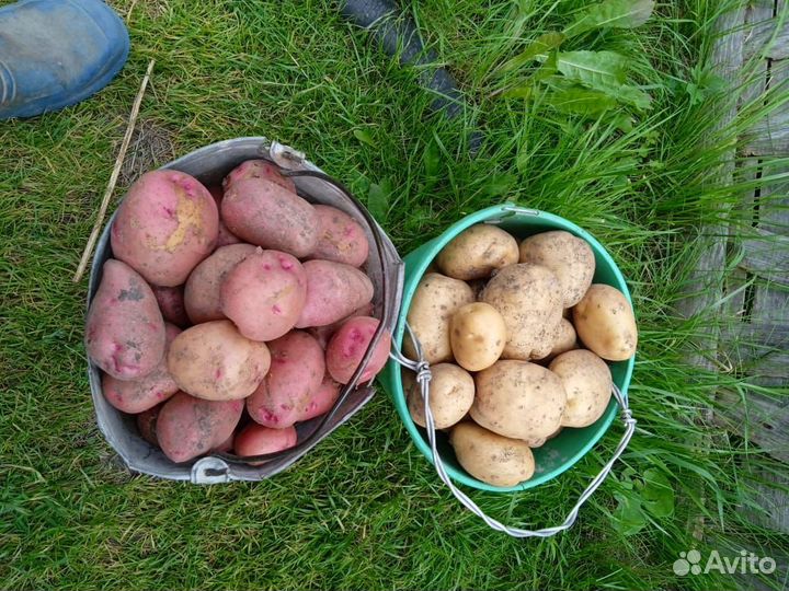 Продам картофель
