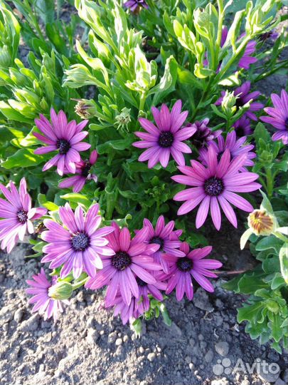 Остеоспермумы. Черенки. Часть 2