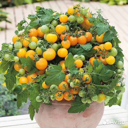 Семена томатов мини (комнатные)