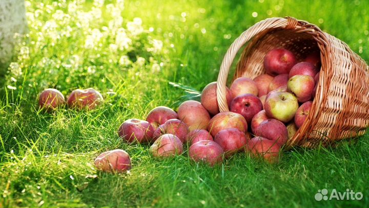 Сборщик яблок. Вахта