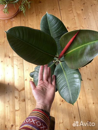 Фикус каучуковый высота растения 60см