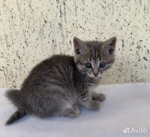 Котята в добрые руки, три девочки