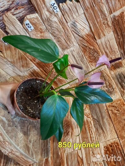 Антуриум Зизу, Ванила, Шерцера