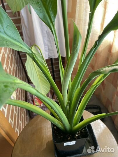 Спатифиллум сенсация