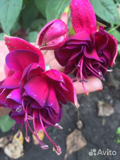 Фуксия сортовая