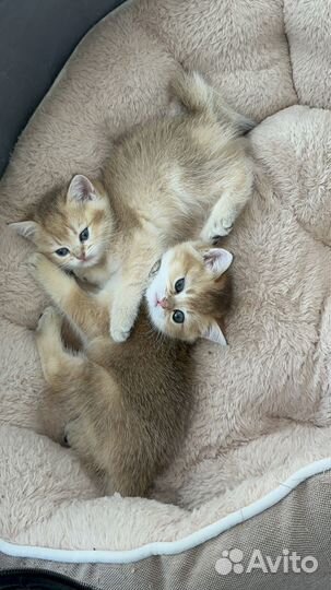 Золотой тиккированный британец. Москва