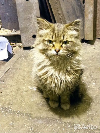 Котёнок кошка