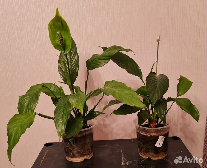 Спацифилиум, молочай, бамбук