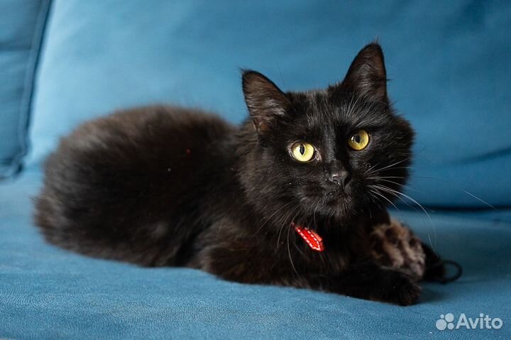 Кошка чёрная в добрые руки, на улице забивали коты