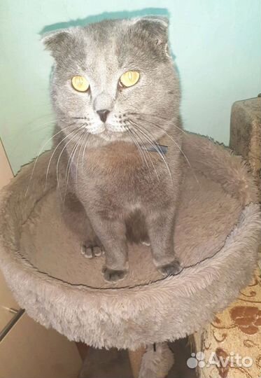 Британская вислоухая кошка