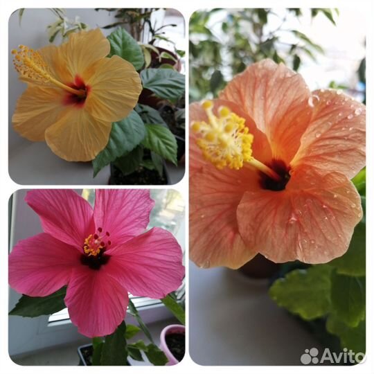 Гибискусы разные