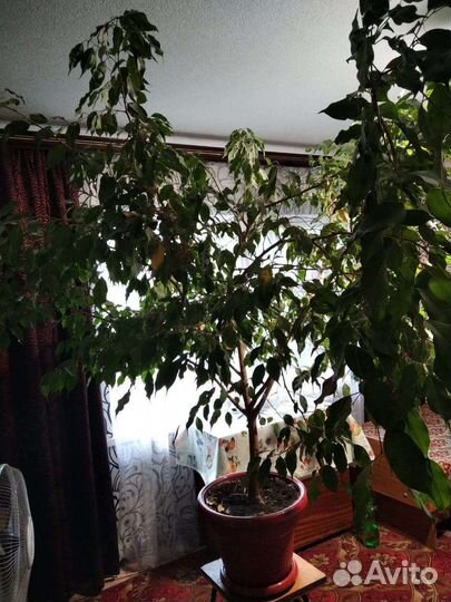 Продам цветы комнатные