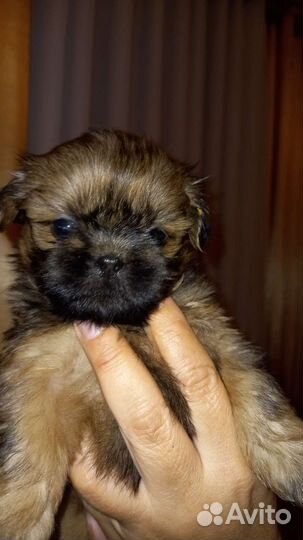 Резерв щенков ши-тцу