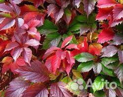 Саженцы, девичий виноград