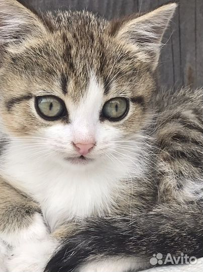 Отдам в добрые руки