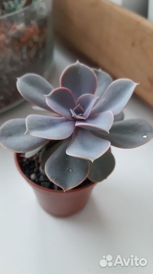 Суккуленты