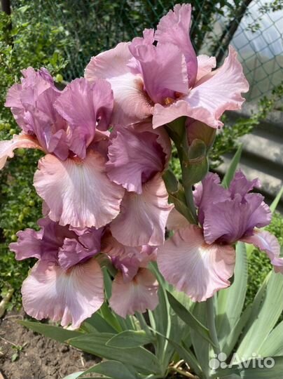 Ирисы сортовые