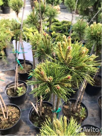 Туя коническая шаровидная Сосна горная Ель глаука