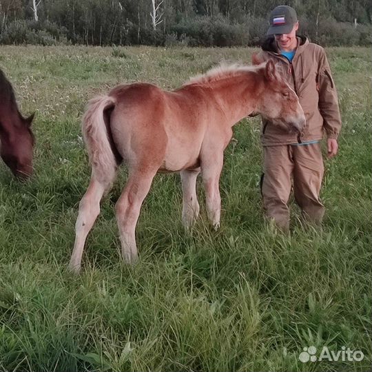 Жеребчикки