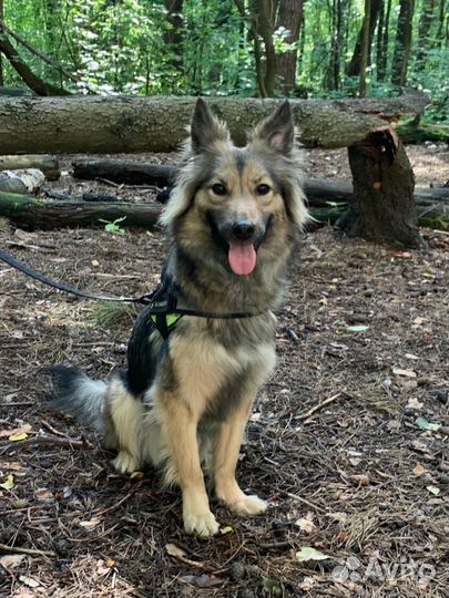 Собаки бесплатно в добрые руки