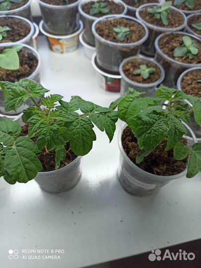 Рассада помидор