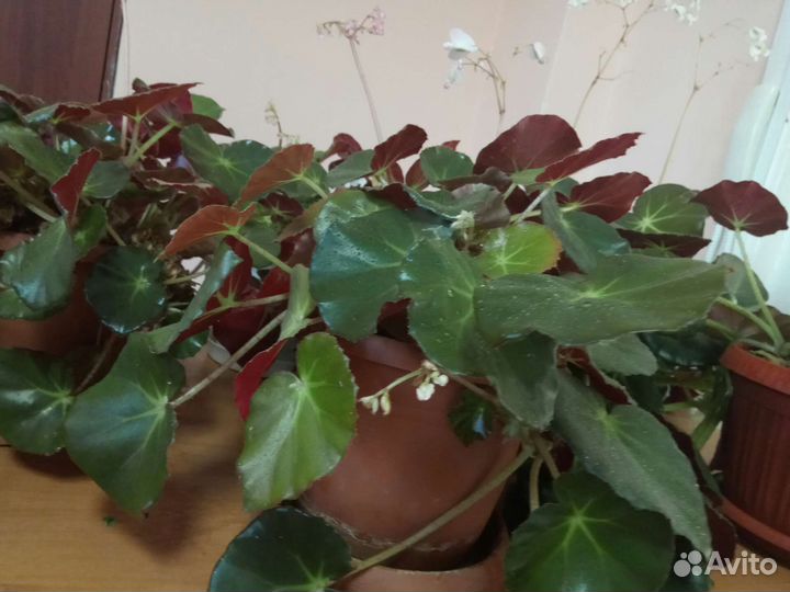 Бегония краснолистная