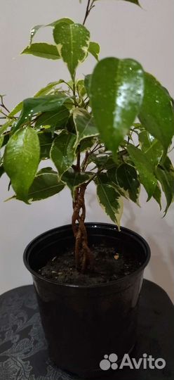 Фикус Бенджамина