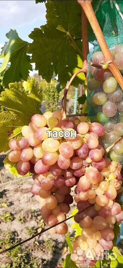 Саженцы винограда и гибридные формы