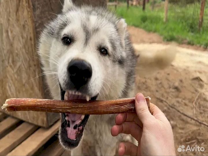 Сушеный бычий корень. Ниже рынка