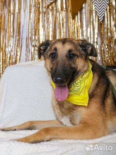 Айс - еще очень молой пес из приюта