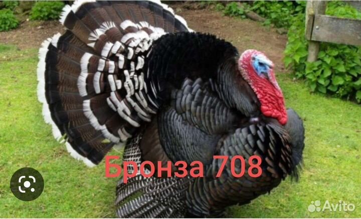 Индюшата бронза 708 и Грей М