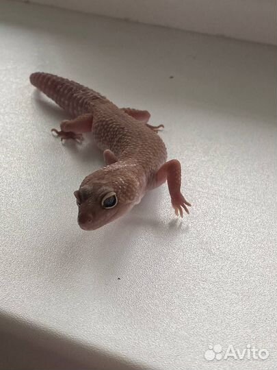 Геккон эублефар