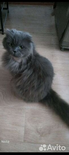 Ксюша-вислоух.длинношерстн.шотландка/хайленд фолд