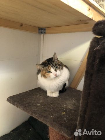 Кошка в дар бесплатно