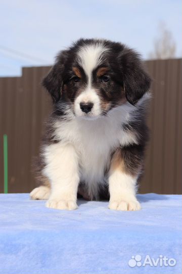 Австралийская овчарка аусси