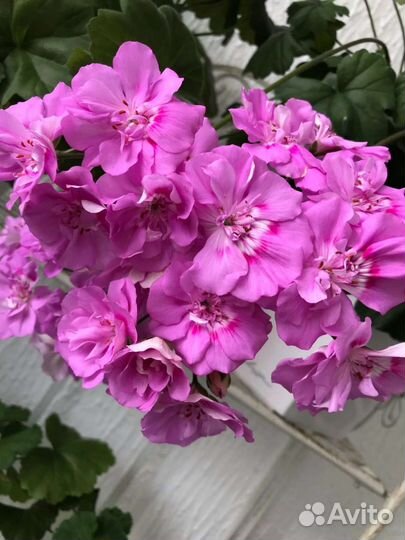 Пеларгония герань