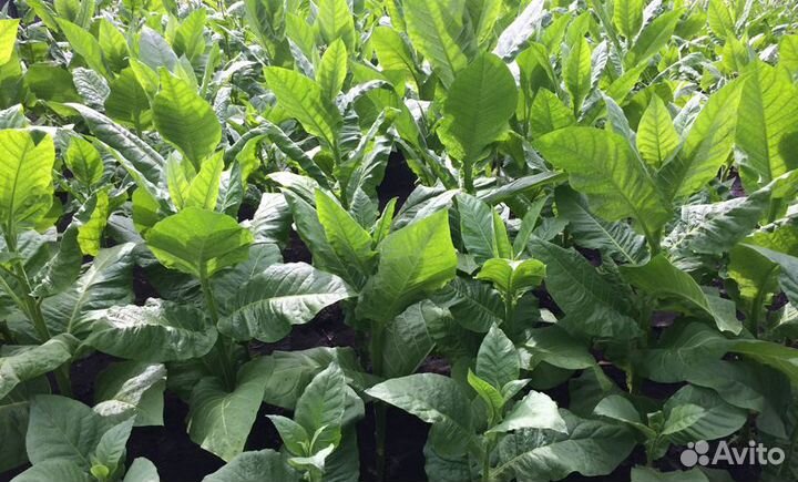 Семена табак